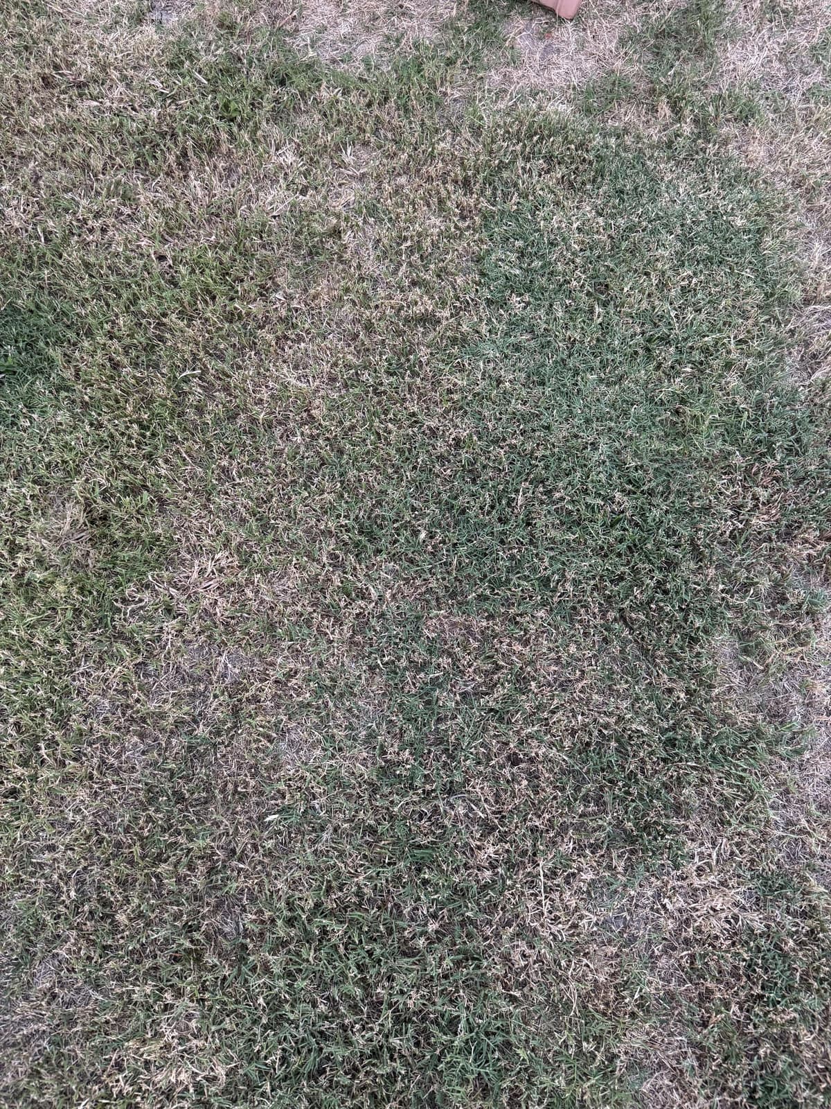 Yard after Poo Hero cleanup service