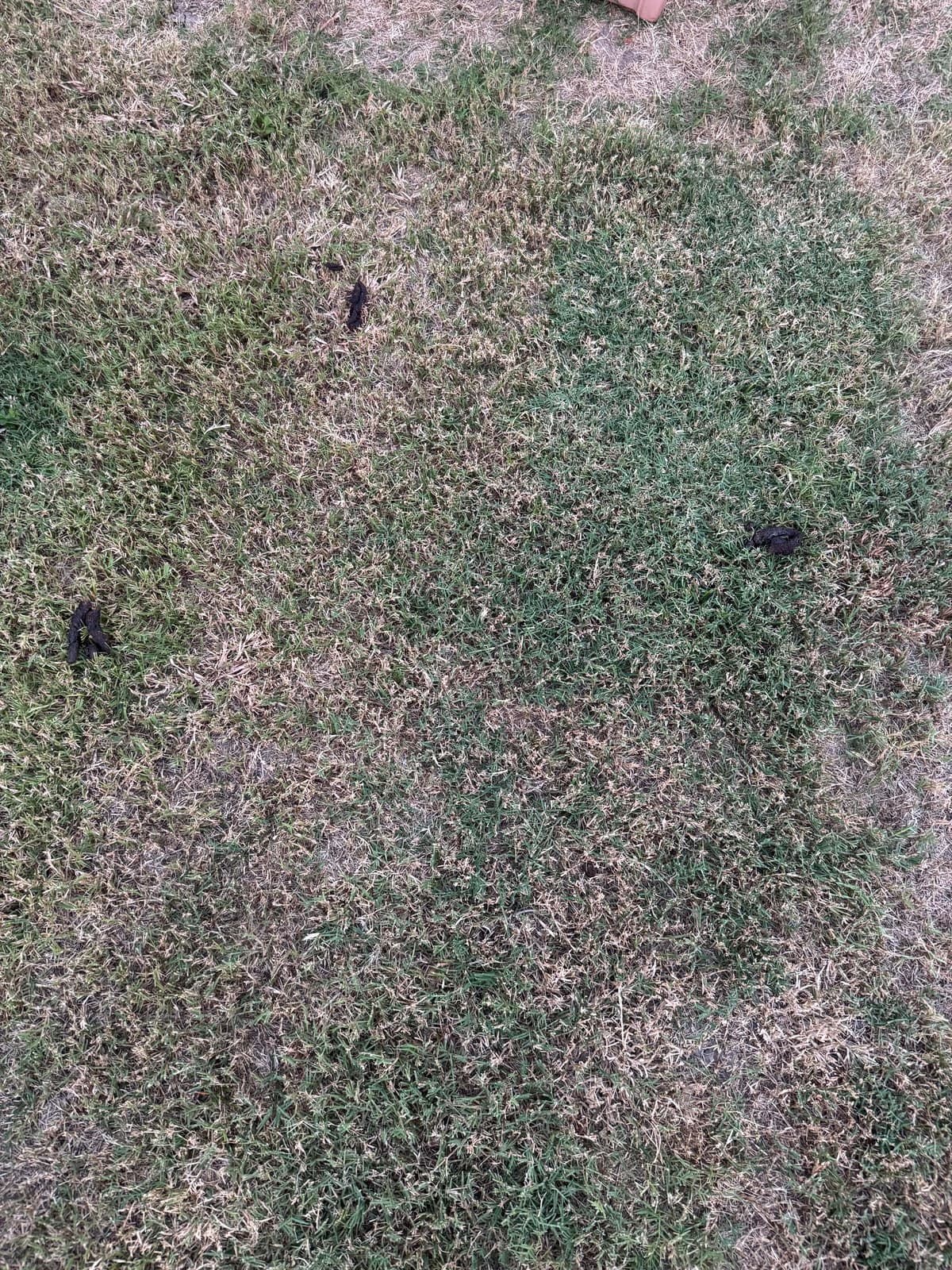 Yard before Poo Hero cleanup service